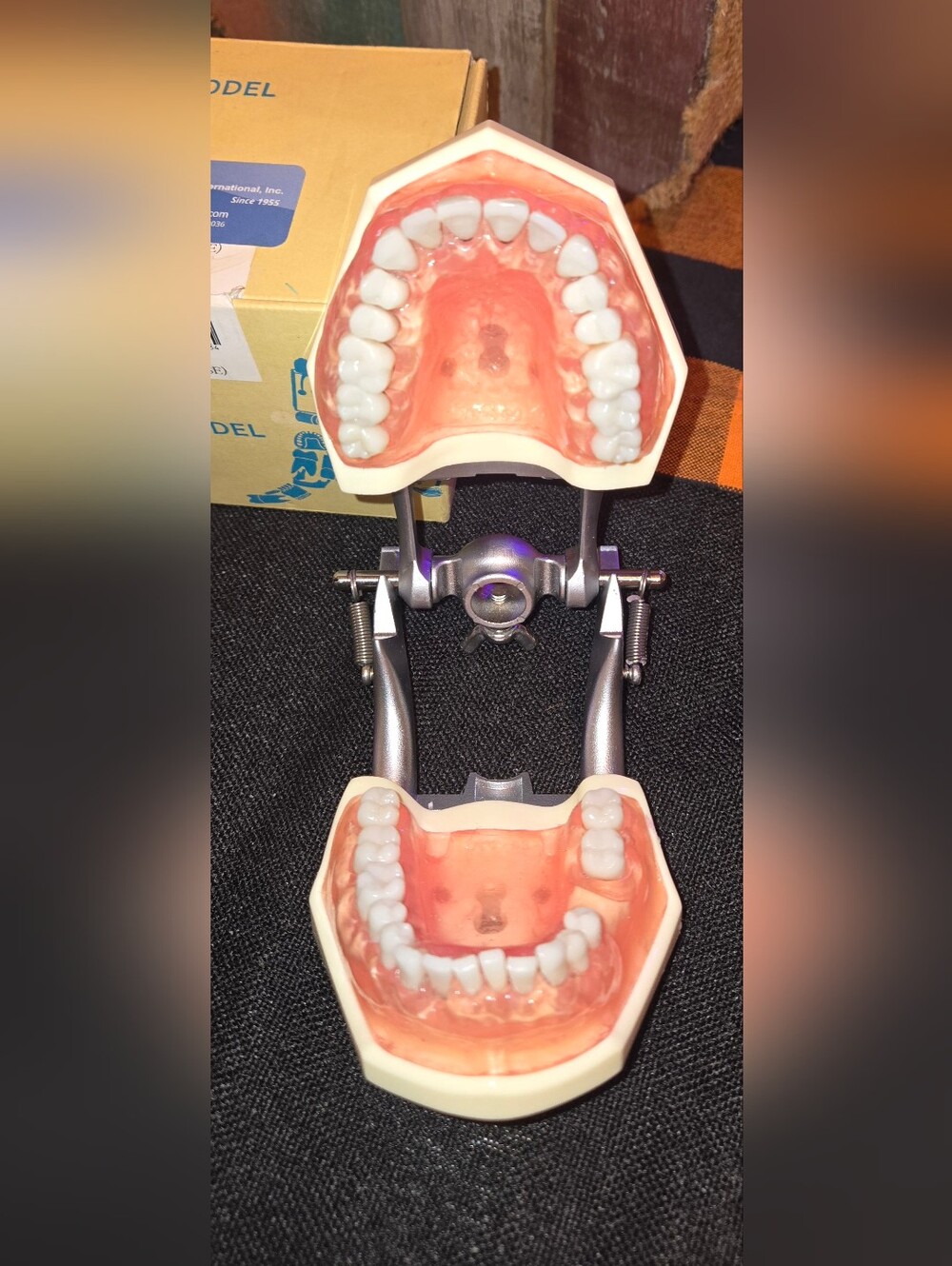 π¦·Kilgore Nissin P15DP-TR.56C.1 GSE Periodontal Dental Hygiene Training Typodont